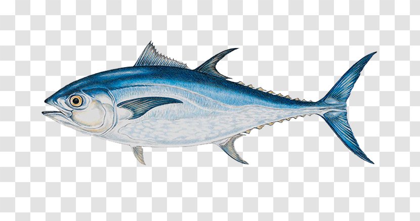 Atlantic Bluefin Tuna Yellowfin Big-game Fishing - Herring Transparent PNG