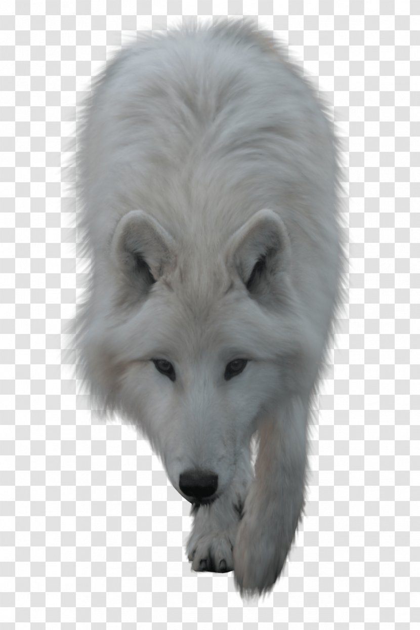 Arctic Wolf Clip Art - Canis Lupus Tundrarum - Wolf-head Transparent PNG
