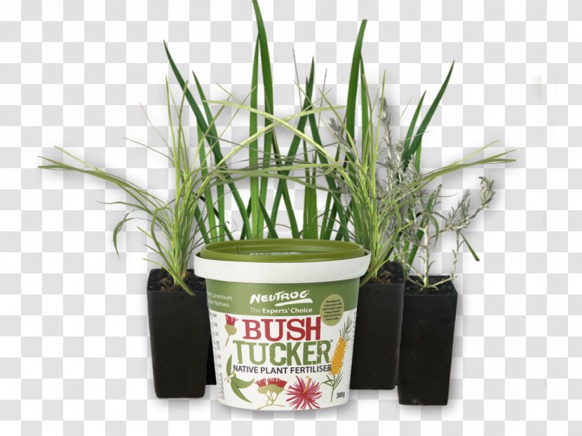 Flowerpot Grasses Herb - Grass Family - Chilli Plant Transparent PNG