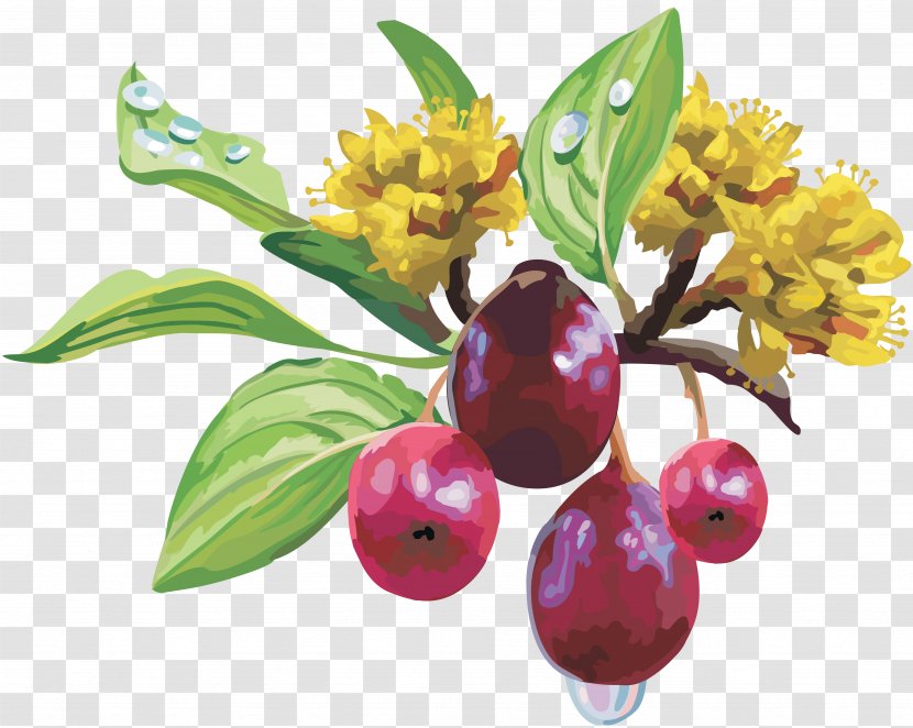 Fruit Grape Information Berry - Food Transparent PNG