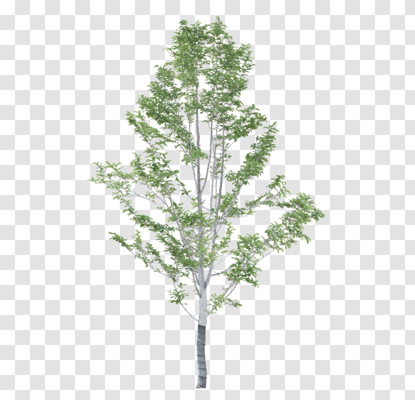 Family Tree Background - Plants - Conifer Plane Transparent PNG
