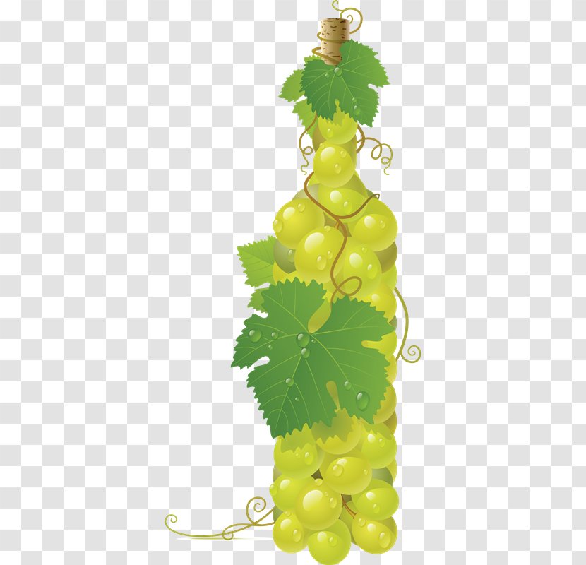 Common Grape Vine Wine Juice - UVAS Transparent PNG