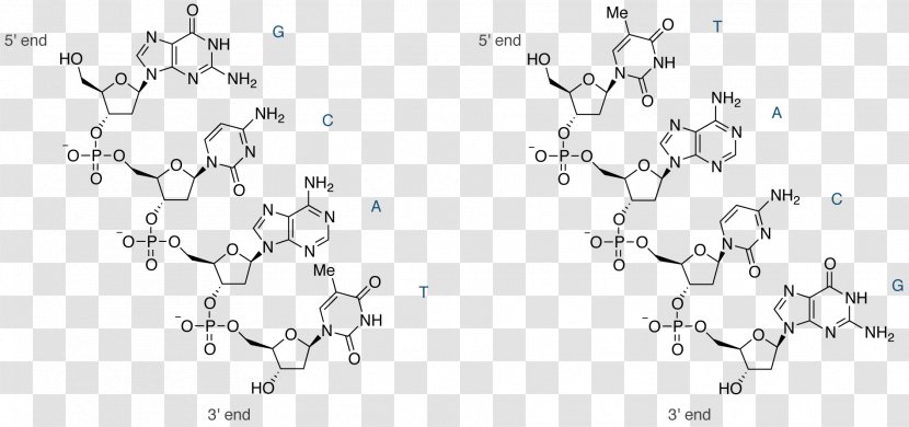 Nucleic Acid Structure DNA Quilting - Silhouette - Double Helix A Personal Account Of The Discovery O Transparent PNG