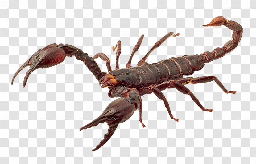 Scorpion - Poison - Sting Transparent PNG