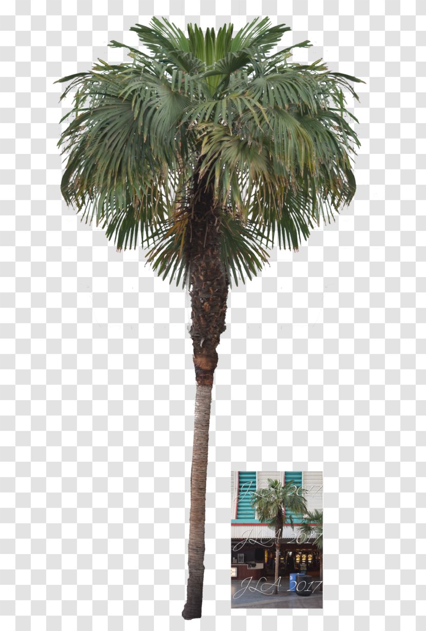 Asian Palmyra Palm Attalea Speciosa Arecaceae Date - Tree Transparent PNG