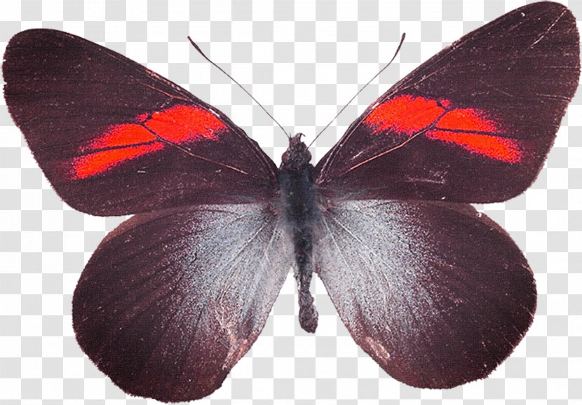 Butterfly Moth - Brush Footed Transparent PNG