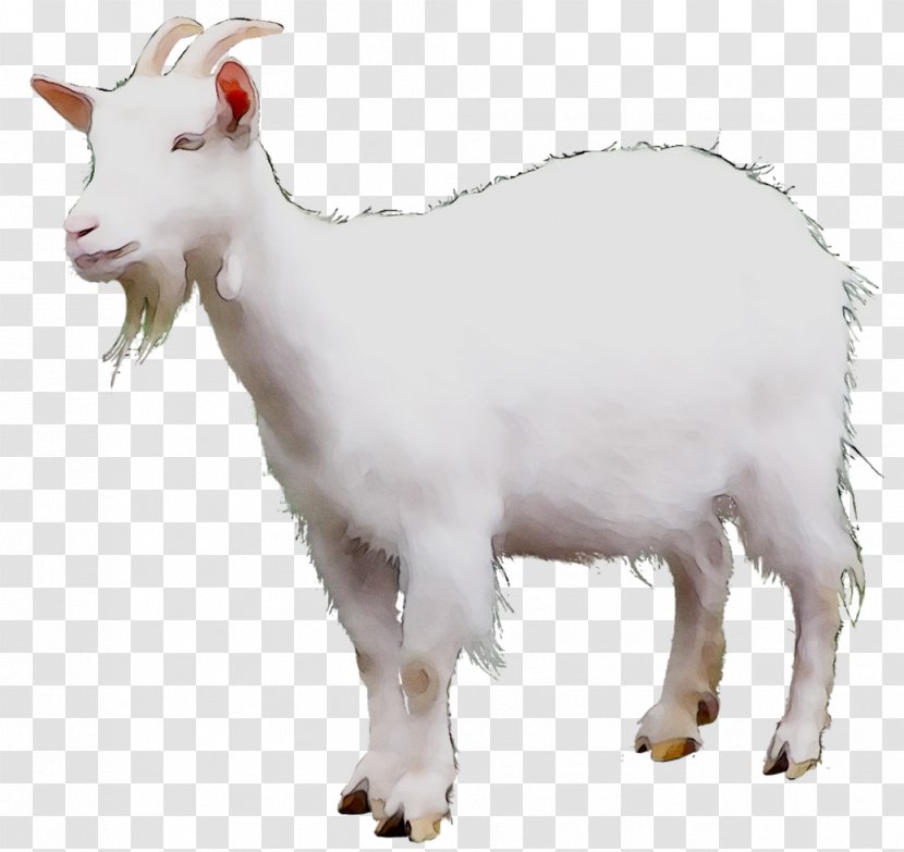 Mountain Goat Sheep Cattle Terrestrial Animal - Cowgoat Family Transparent PNG