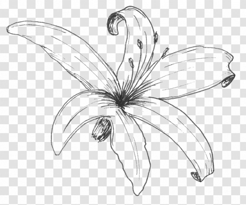 Sweet William De Cruydthof Flower Line Art Sketch - Drawing - Cooking Transparent PNG