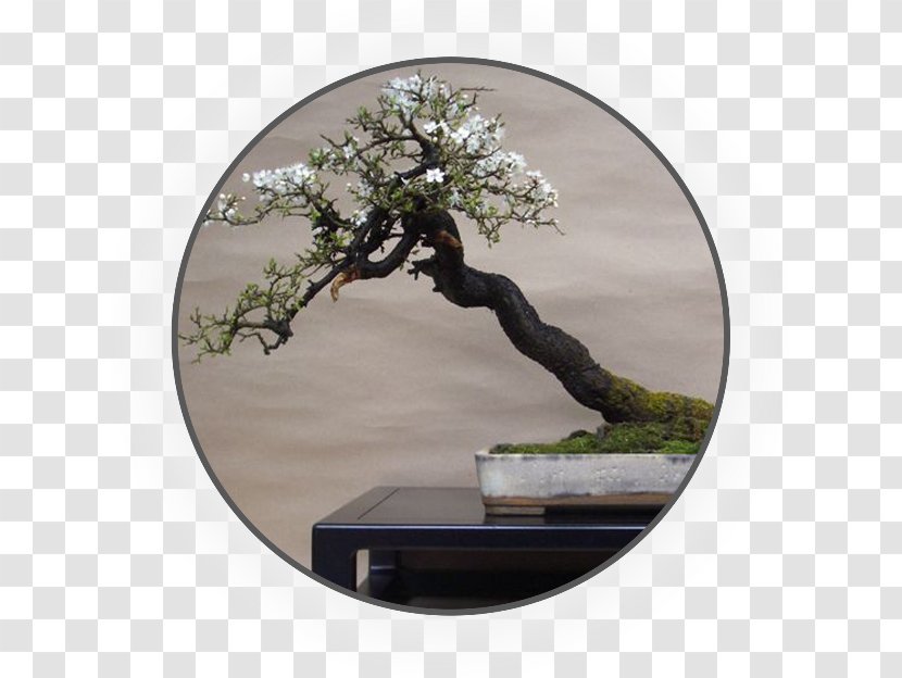 Chinese Sweet Plum Blackthorn Blossom Bonsai 盆景艺术 - Penjing - Tree Transparent PNG