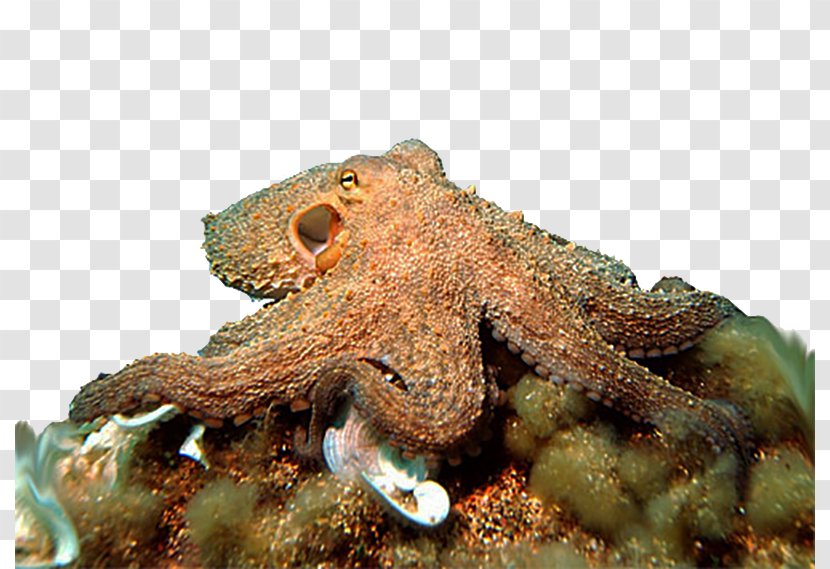 Octopus Cephalopod Ocean Sea Squid - Blue Transparent PNG