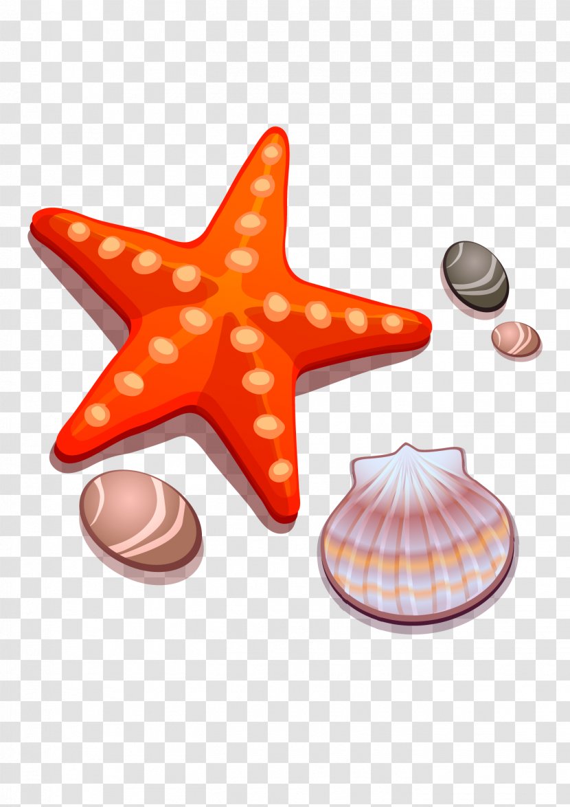 Drawing Cartoon Starfish Seashell - Shells And Transparent PNG