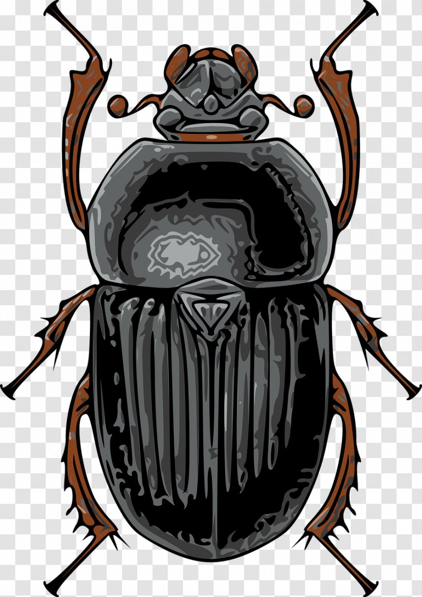 Beetle Scarabs Clip Art True Bugs Vector Graphics - Gnome Dung Transparent PNG