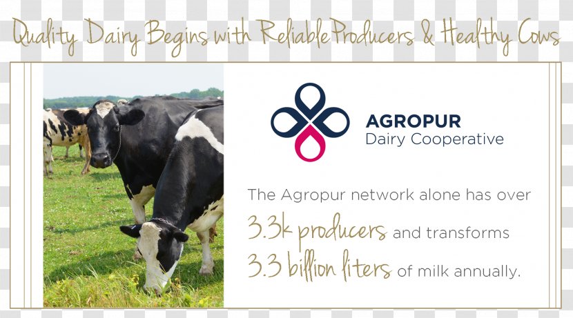 Dairy Cattle Advertising Agropur Coopérative - Cow Goat Family Transparent PNG