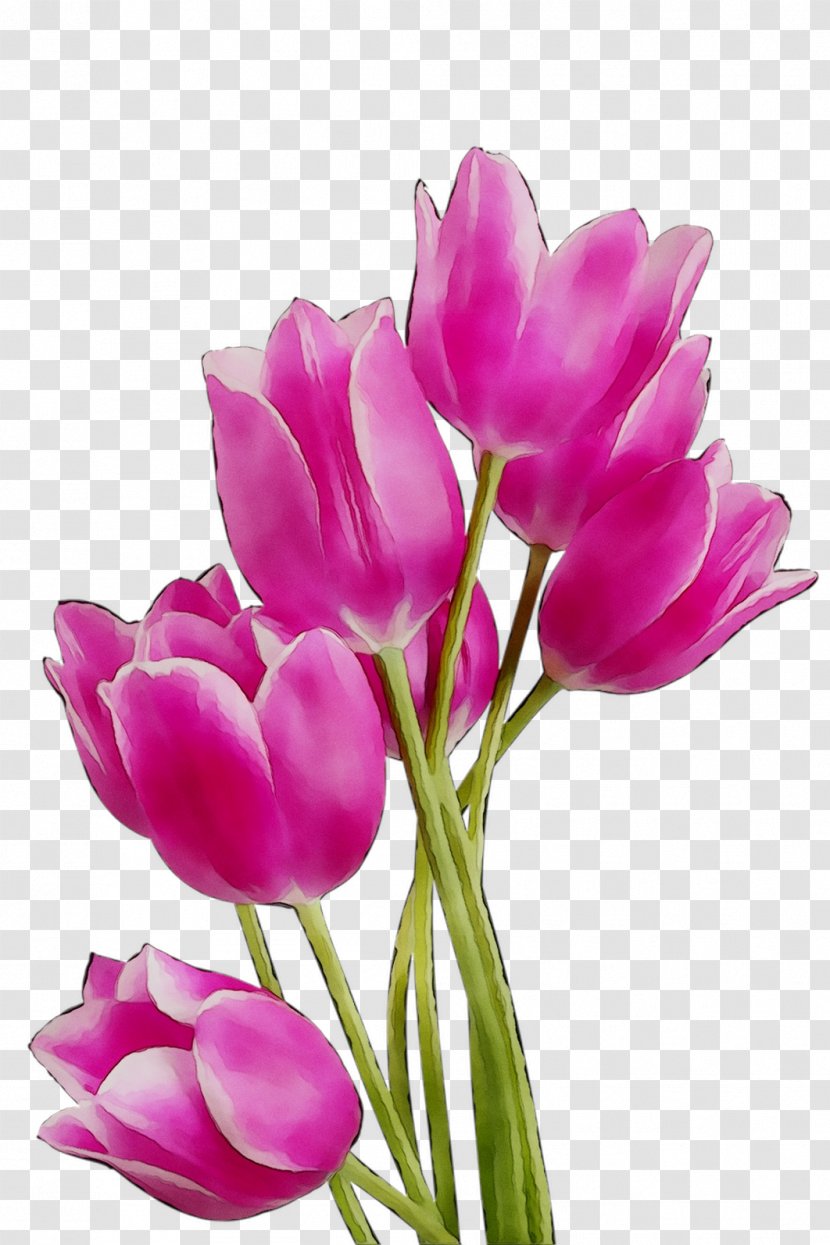 Tulip Clip Art Image Flower - Pink - Magenta Transparent PNG