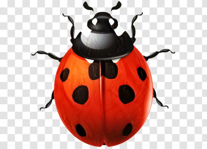 Clip Art Vector Graphics Image Desktop Wallpaper - Ladybird Beetle Transparent PNG