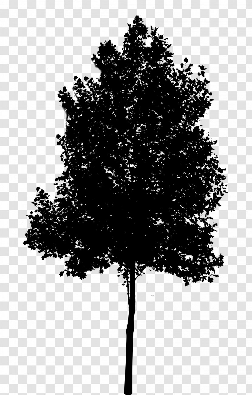 Clip Art Tree Image Oak - Plant - Oregon Pine Transparent PNG