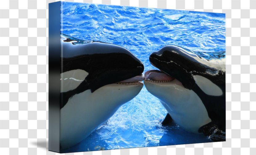 Killer Whale Wholphin Marine Biology Cetacea Water - Dolphin Transparent PNG