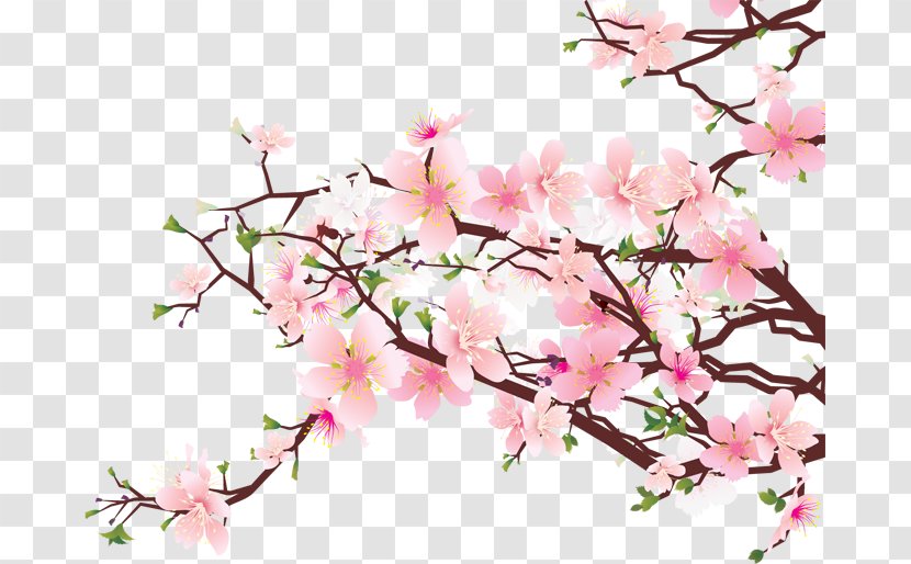 Cherry Blossom Clip Art - Flowering Plant Transparent PNG