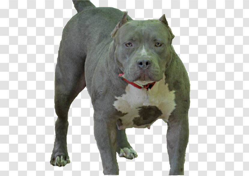 American Pit Bull Terrier Staffordshire Dog Breed - Pitbull Transparent PNG