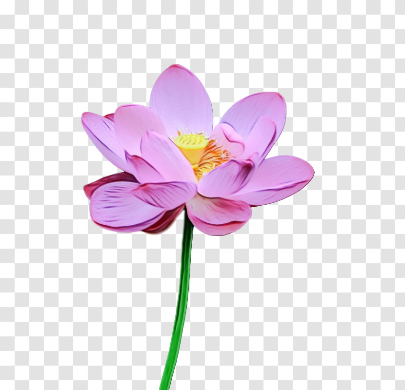 Sacred Lotus Plant Stem Cut Flowers Petal Flower Transparent PNG