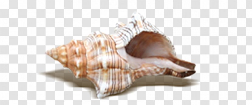 Beach Seashell - Raster Graphics - Exquisite Shell Transparent PNG