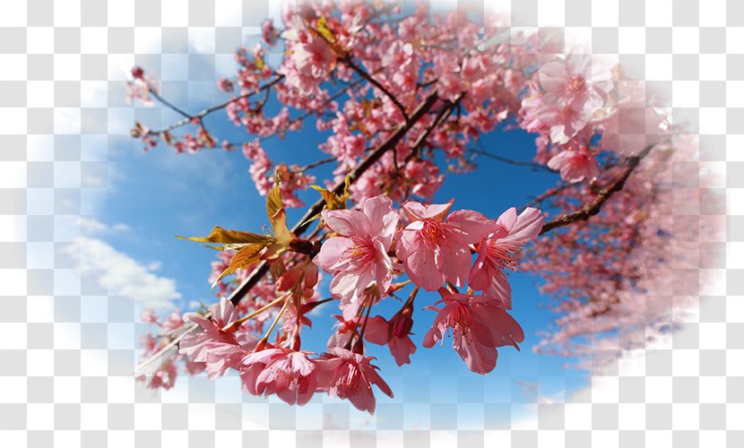 National Cherry Blossom Festival Desktop Wallpaper - Plant Transparent PNG