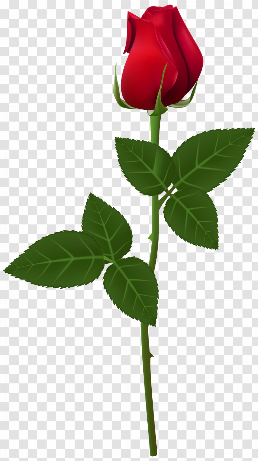 Rose Flower Plant Stem Clip Art - Red - Amulet Transparent PNG