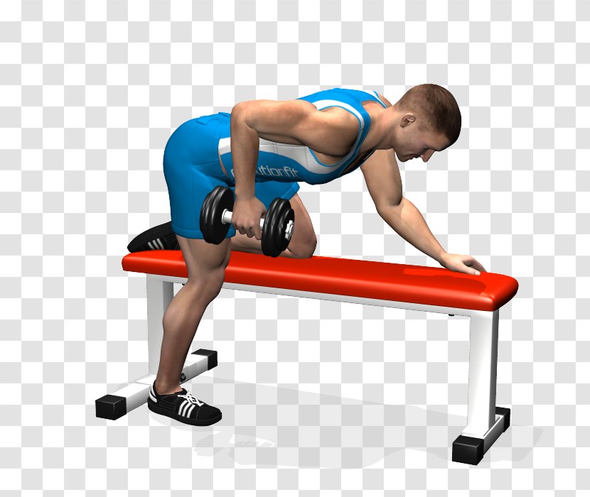 Weight Training Bench Triceps Brachii Muscle Dumbbell Shoulder - Frame Transparent PNG