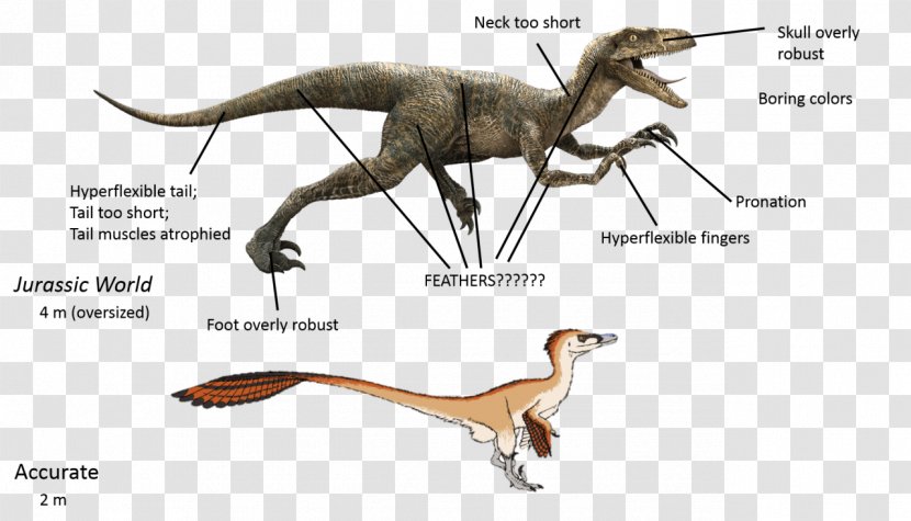 Velociraptor Deinonychus Tyrannosaurus Utahraptor Spinosaurus - Dinosaur Transparent PNG