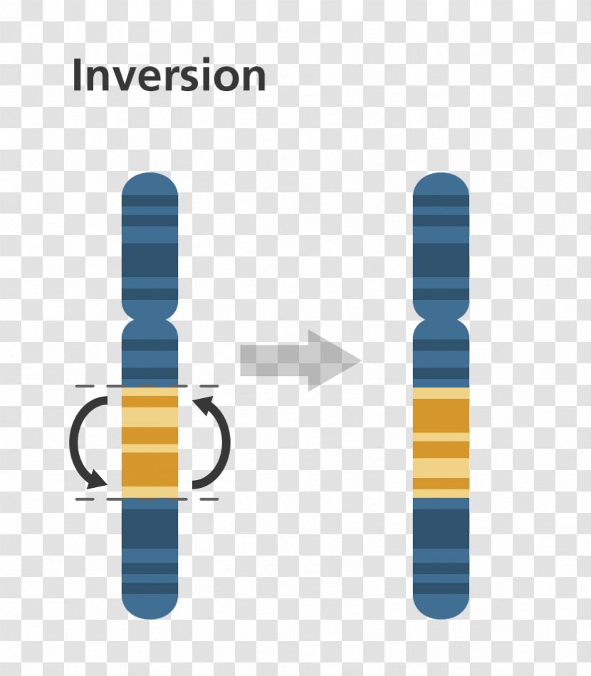 Chromosomal Inversion Mutation Chromosome Gene Duplication Translocation - Brand - Haplotype Transparent PNG
