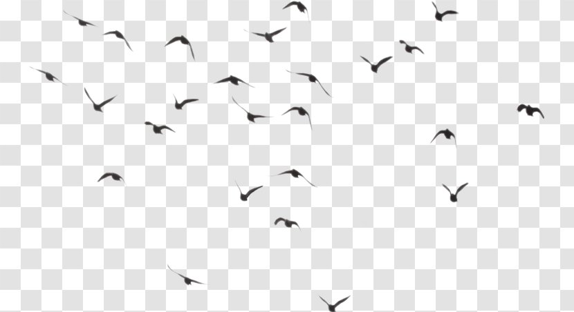 Bird Clip Art Image Transparency - Beak Transparent PNG