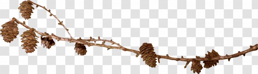 Conifer Cone Spruce Photography Clip Art - Picture Frames - Dead Tree Transparent PNG