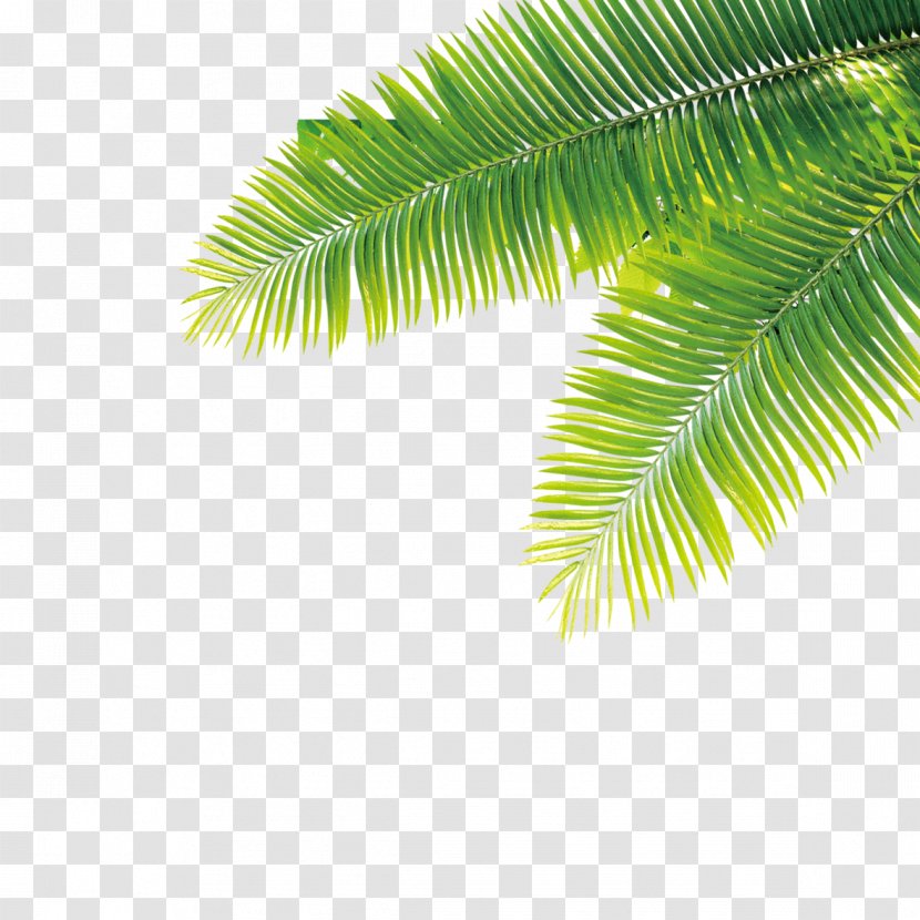 Tropics Plant Computer File - Tropical Transparent PNG