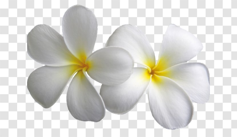 Frangipani Desktop Wallpaper Clip Art Image - Drawing - White Plumeria Jasmine Transparent PNG