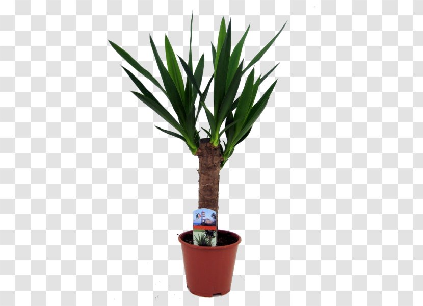 Arecaceae Yucca Flowerpot Houseplant Plant Stem - Box Transparent PNG