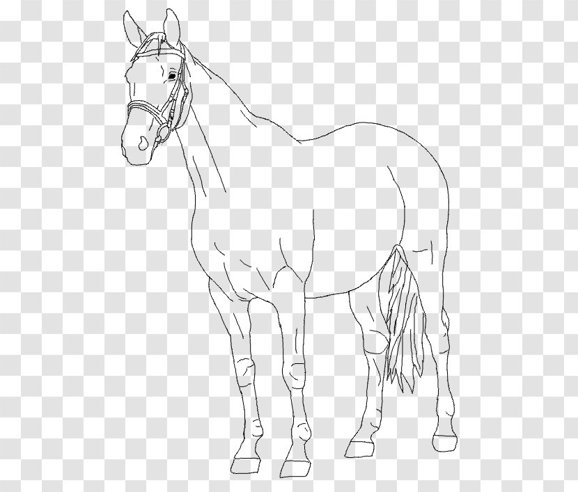 Mule Foal Bridle Stallion Colt - Horse - Mustang Transparent PNG