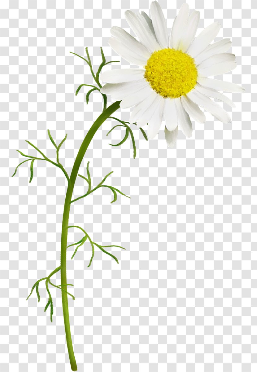 German Chamomile Common Daisy - Petal - Watercolor Shell Transparent PNG
