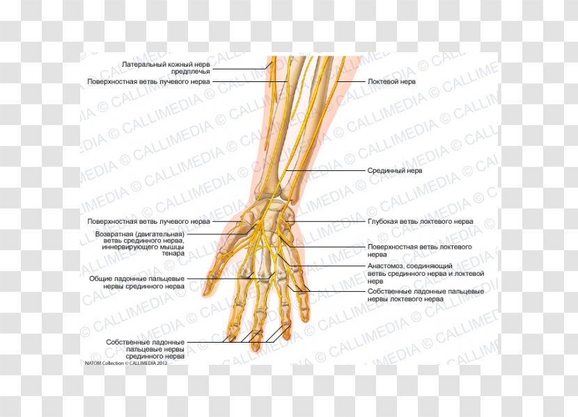 Ulnar Nerve Forearm Human Anatomy Hand - Frame Transparent PNG