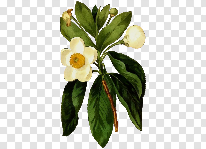 Flower Leaf Fruit Plants Science Transparent PNG