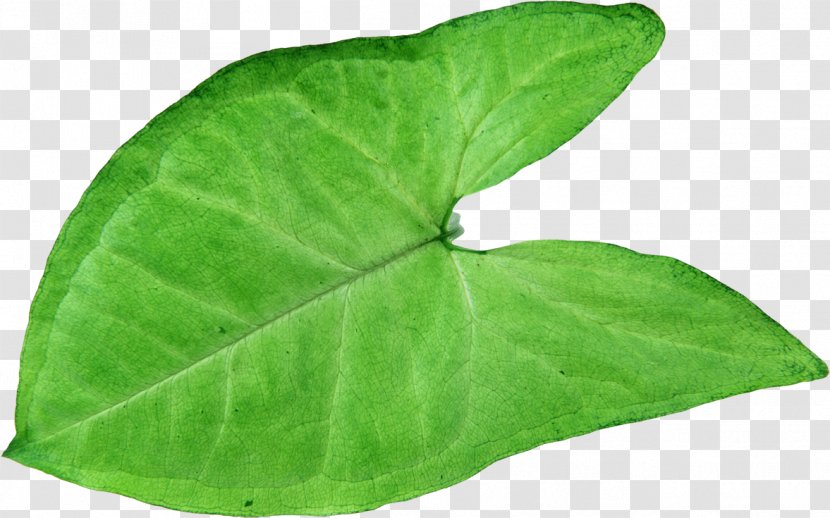 Plant Pathology Leaf Herb - Green Leaves Transparent PNG