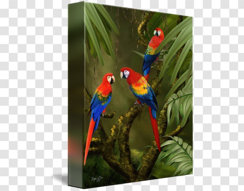 Macaw Loriini Beak Feather Fauna - Organism - Scarlet Transparent PNG