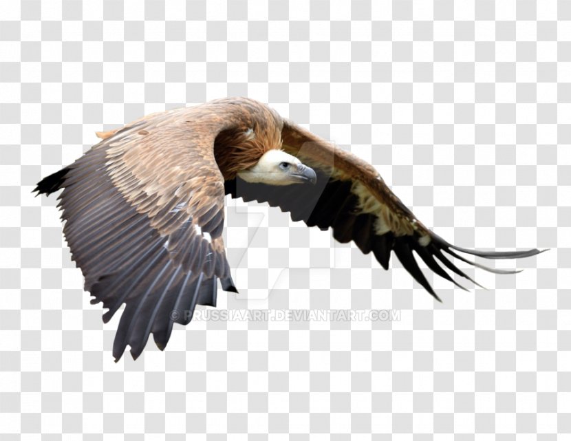 Bald Eagle Bird Of Prey Vulture Beak Transparent PNG