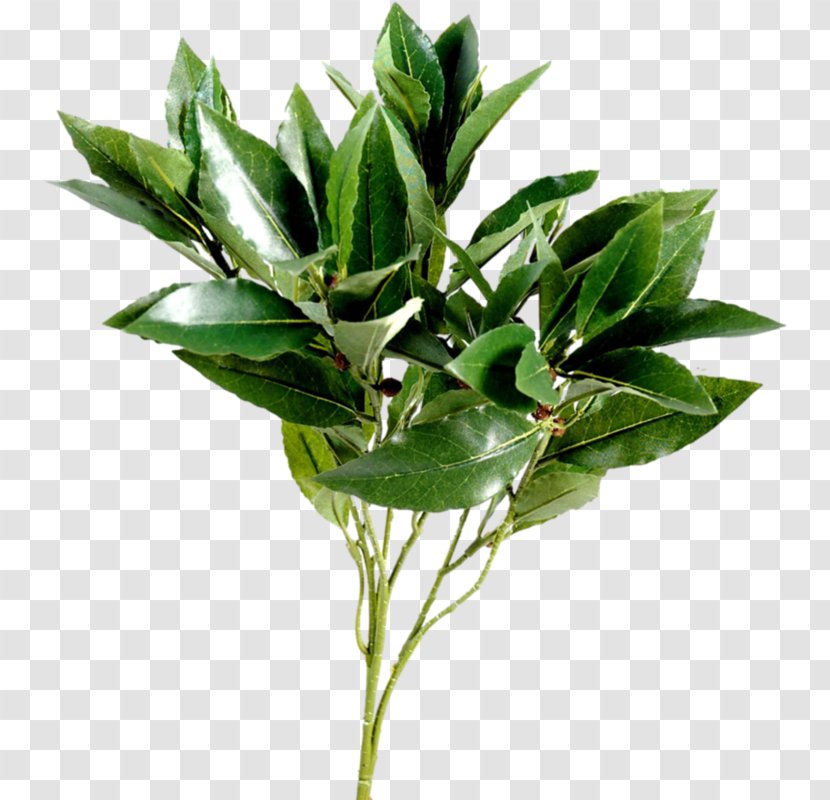 Leaf Branch Tree Plant Stem - Evergreen Transparent PNG