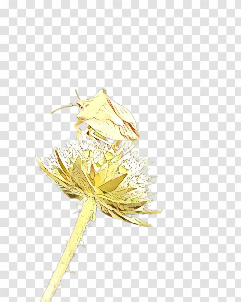 Dandelion Yellow Flower Plant Dandelion Transparent PNG