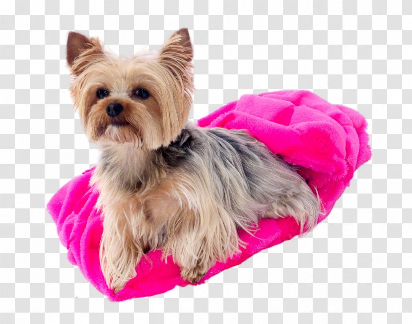 Yorkshire Terrier Australian Silky Morkie Cairn - Dog Bed - Puppy Transparent PNG