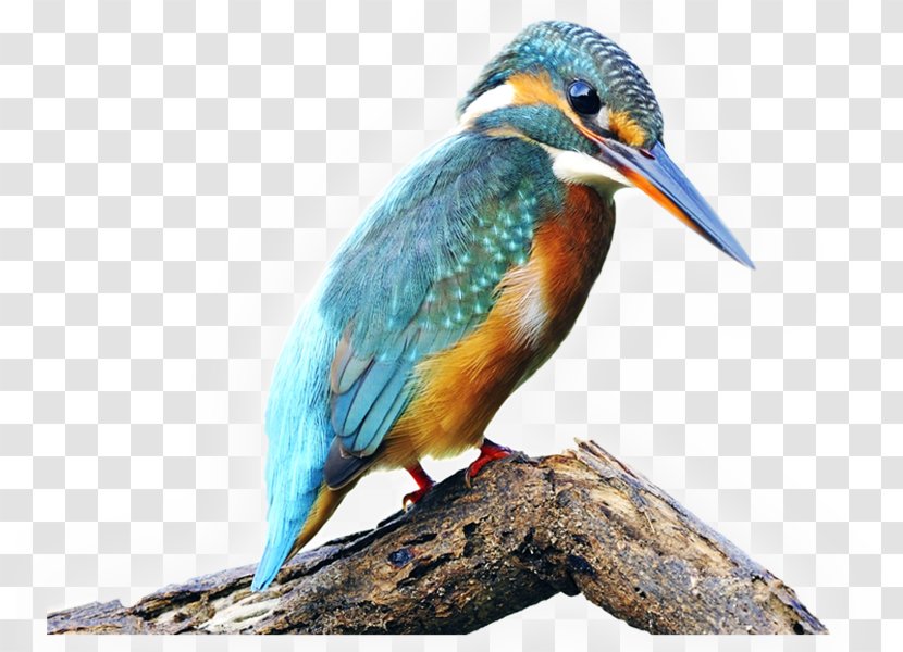 Bird Common Kingfisher Belted Stock Photography River Kingfishers - Poster Transparent PNG