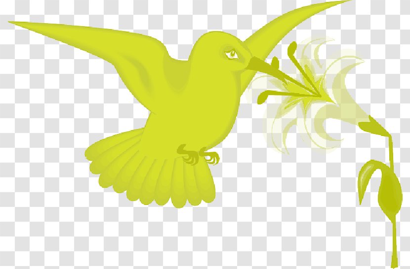 Hummingbird Clip Art Vector Graphics - Beak - Flower Birdcage Transparent PNG