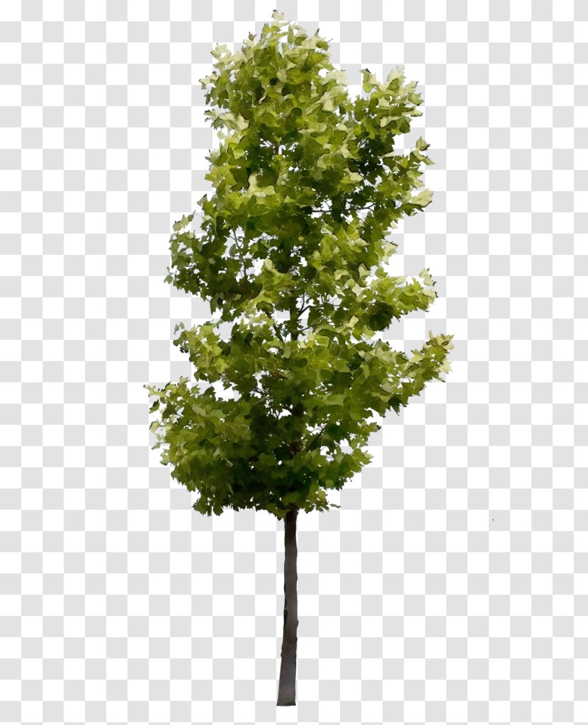 Tree Deciduous London Plane Shrub Rendering - Green - Plant Stem White Pine Transparent PNG