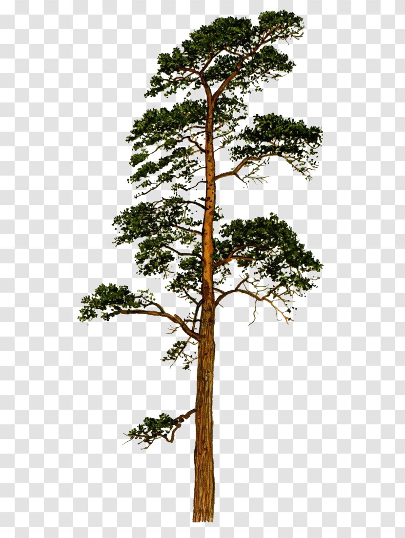 Scots Pine Fir Tree Conifers Trunk Transparent PNG