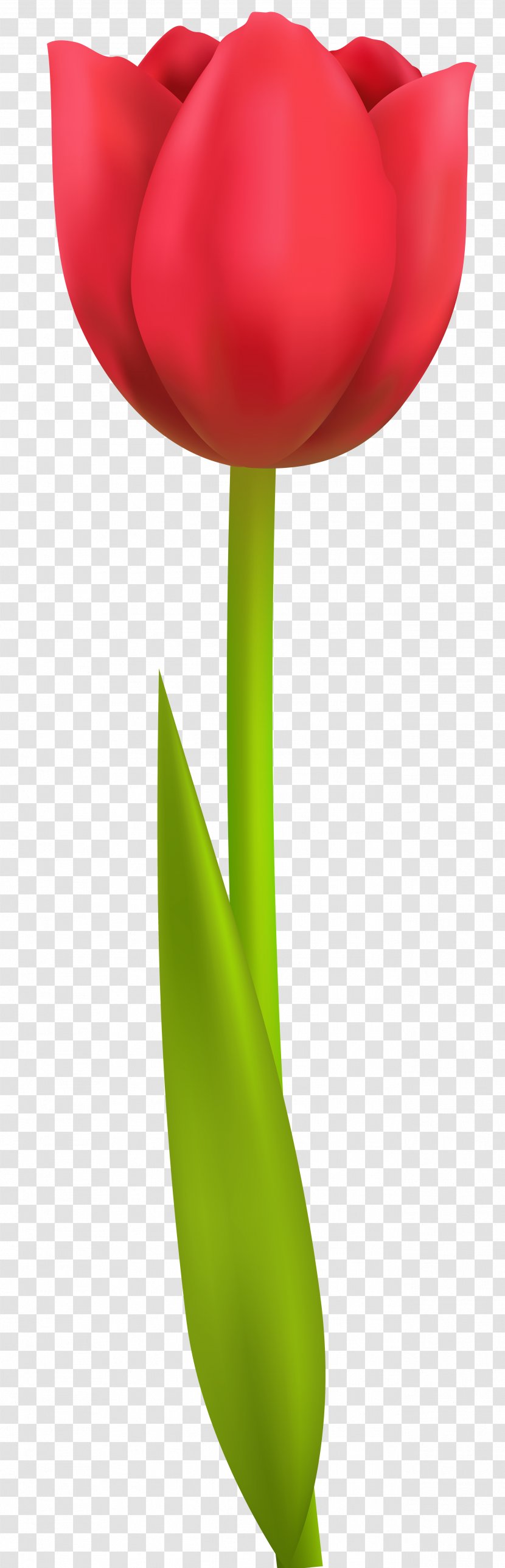 The Tulip: Story Of A Flower That Has Made Men Mad Computer File - Tulip Transparent Clip Art Image Transparent PNG